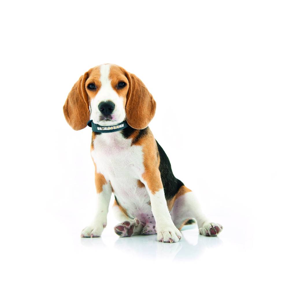 Nomination Collare per Cane Composable Small Negozio online di fabbrica